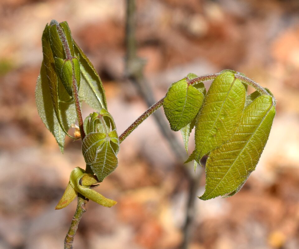 Plant spring new growth