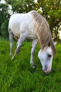 Field animal village