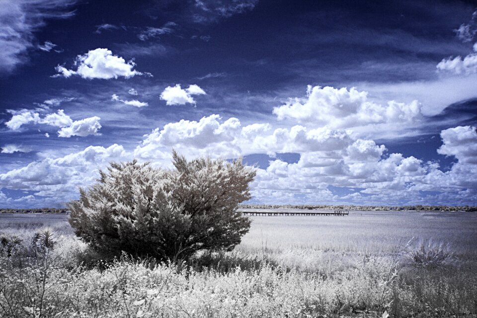 Pier juniper bush clouds