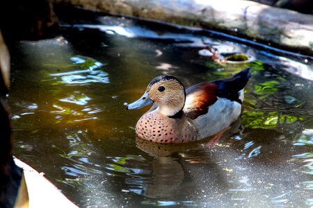 Bird pond swimming photo