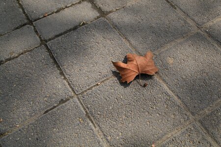 Defoliation ground sad