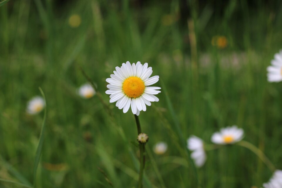 Nature spring blossom photo