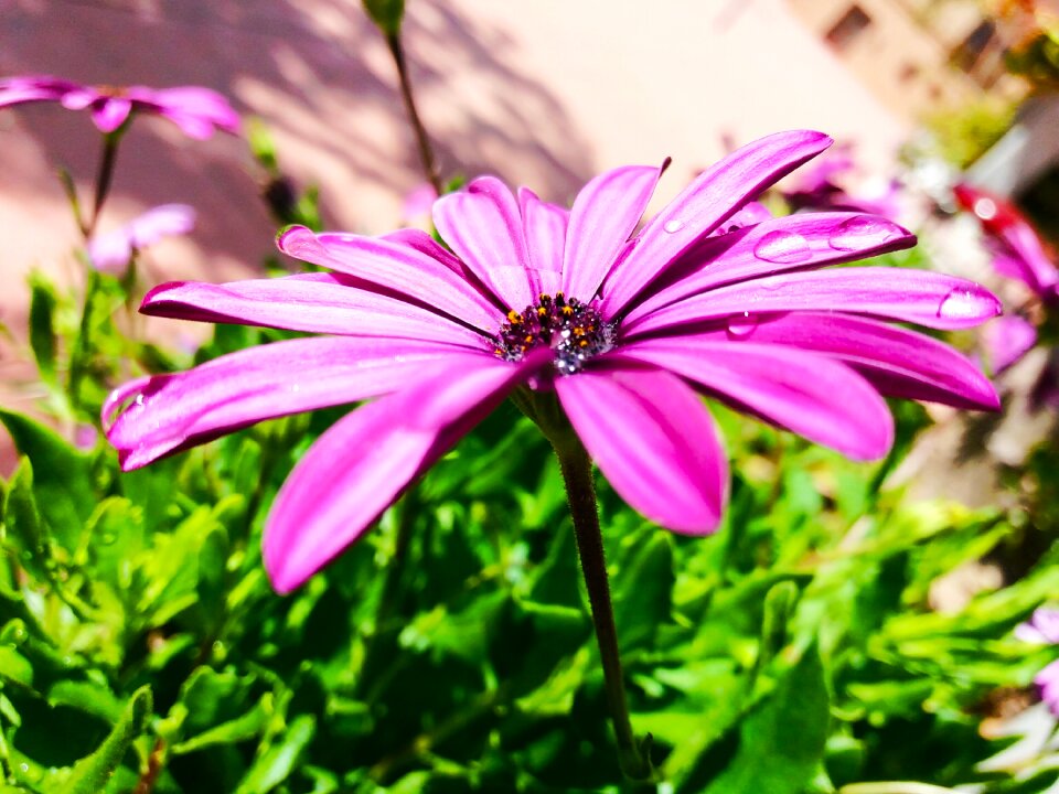 Daisy marguerit flowers