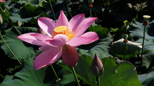 Lotus summer good weather
