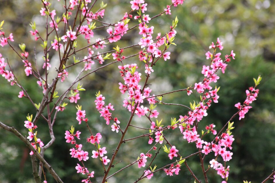 Blooming nature blossoming cherry