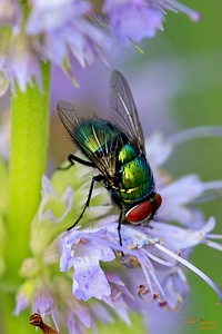 Nature close up bug photo