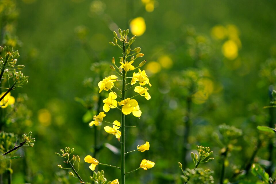 First flowers agriculture field