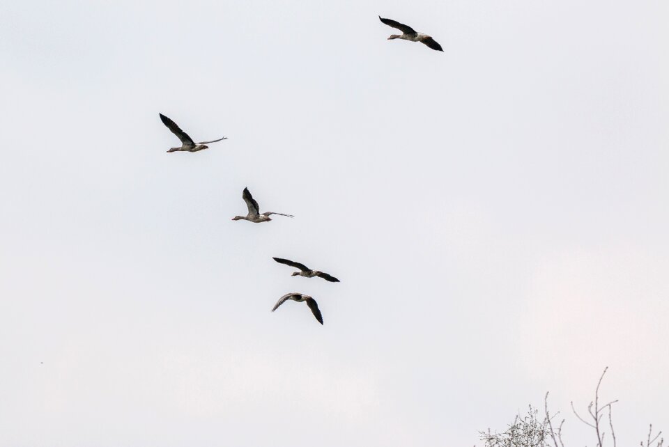 Flying flight wild goose