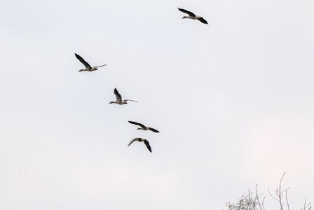 Flying flight wild goose photo