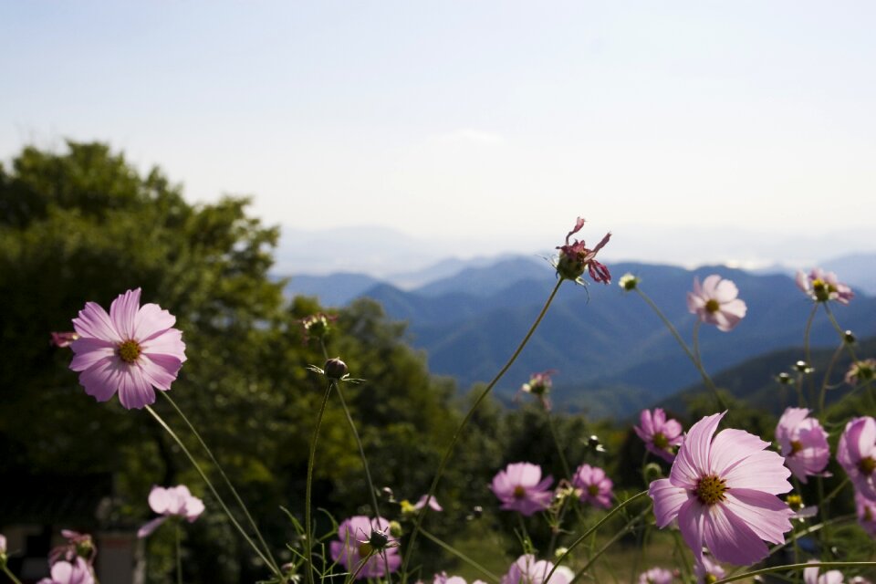 Landscape flowers autumn