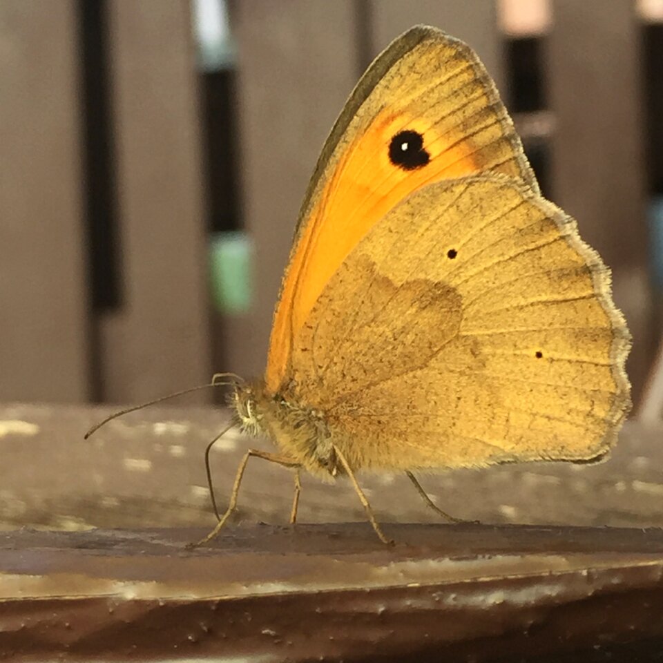 Close up animal wing