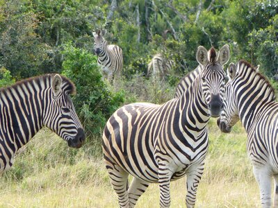Zebras safari kruger national park