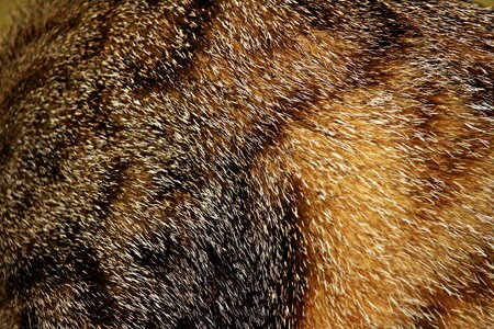 Mieze tiger cat fluffy photo