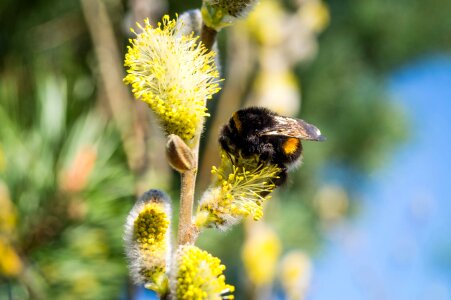 Bee blossom bloom photo