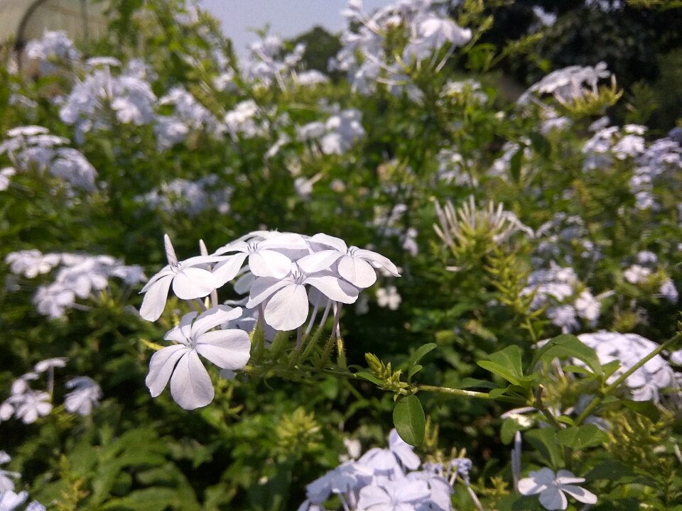Garden purple