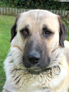 Dog kangal nature
