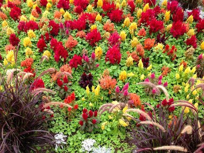 Color nature garden photo