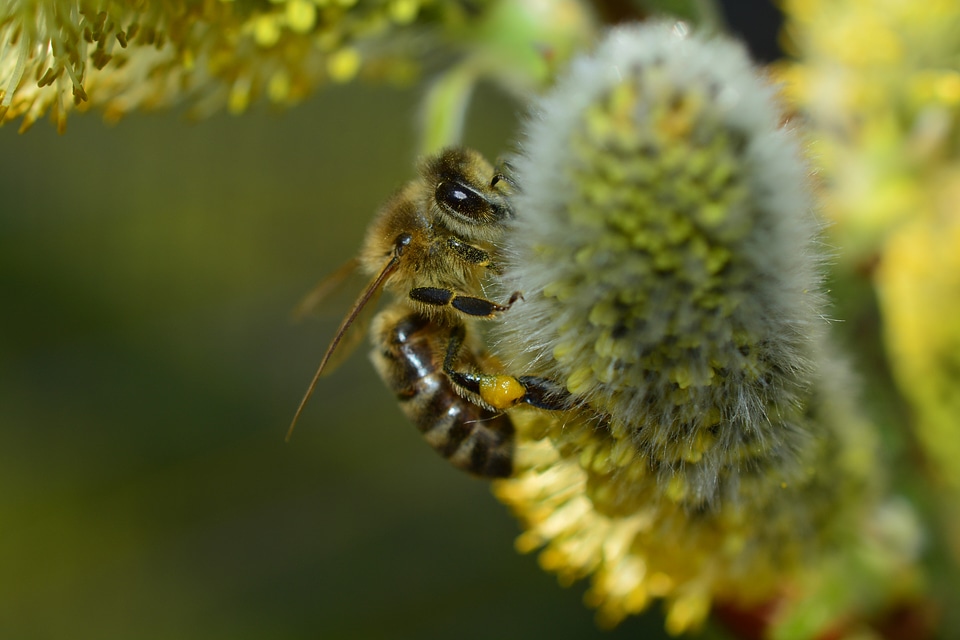 Blossom bloom insect