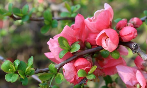 Flowering spring pink