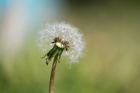 Weed nature
