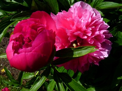 Summer flower rose red