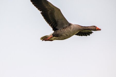 Flight migratory birds nature