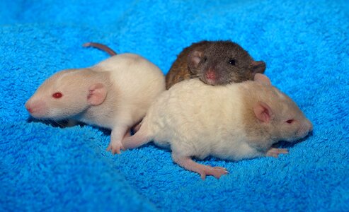 Cute fur nager