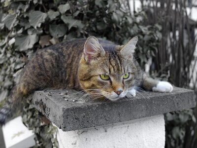 Domestic cat pride animal portrait