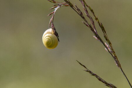 Lemon snail nature close up