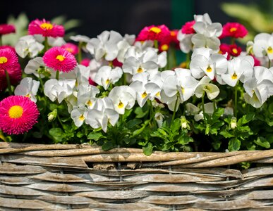 Nasty daisy pansy white