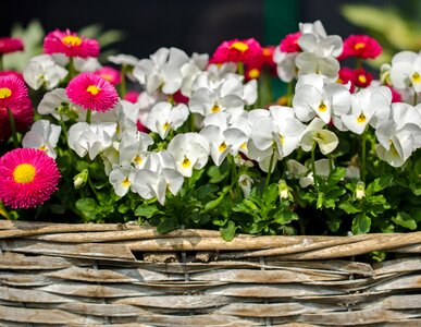 Nasty daisy pansy white photo