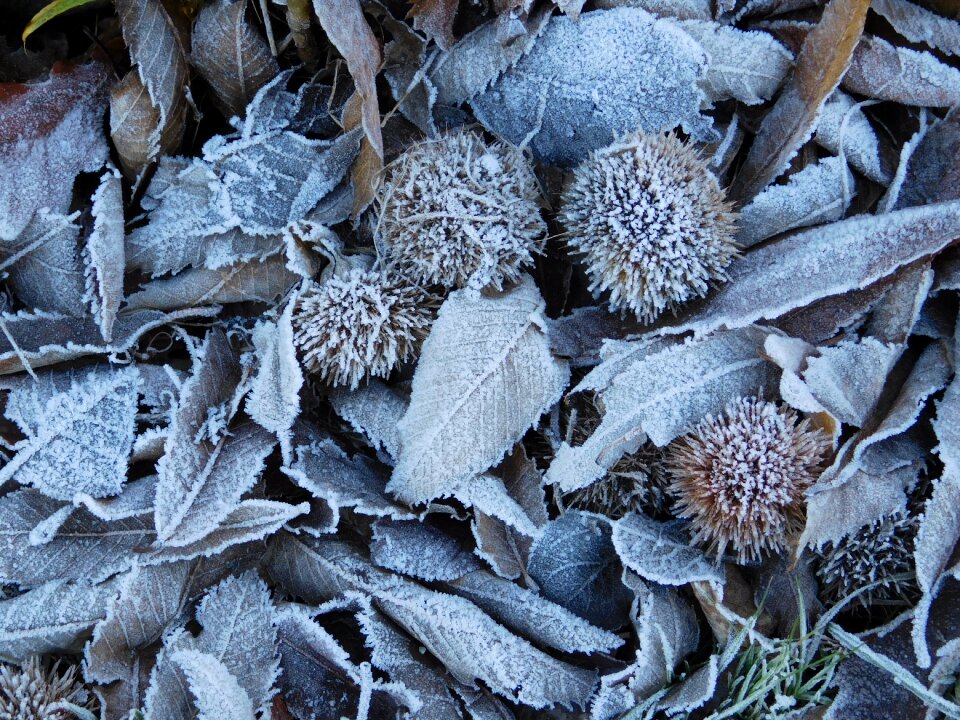 Frost forest nature