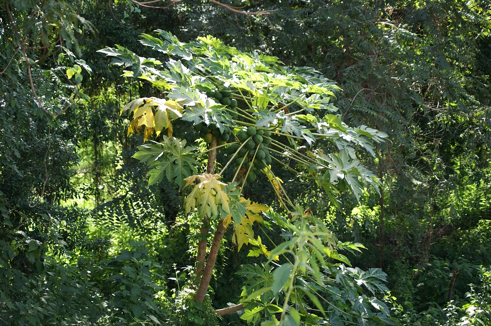 Jungle paraguay south america