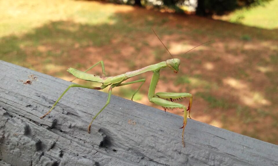 Insect animal wildlife