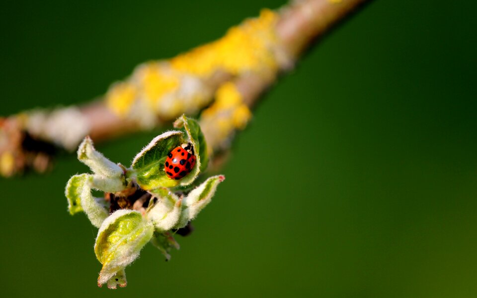 Insect spotted red
