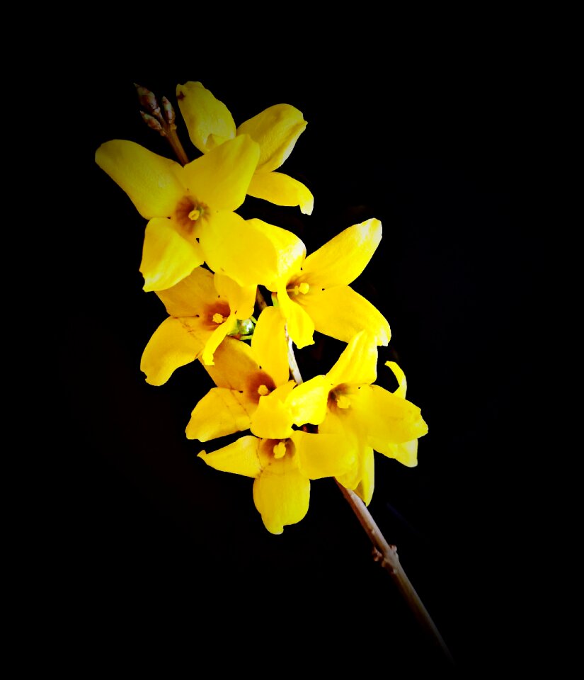 Golden yellow close up small branch