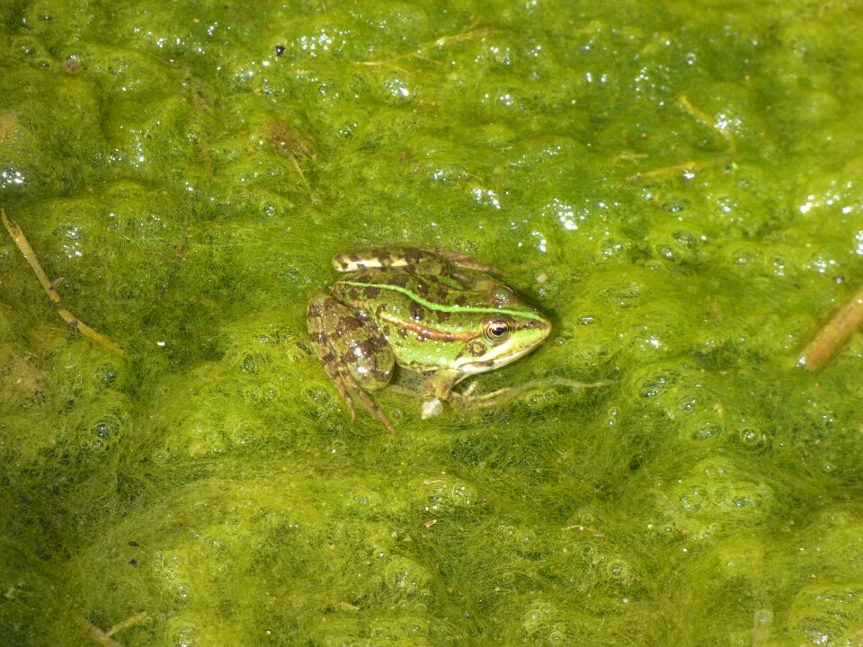 Water wildlife animal