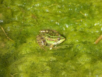 Water wildlife animal