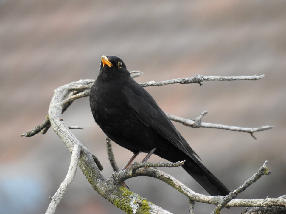 Nature songbird animal