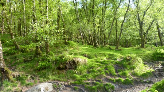 Forest ireland birch