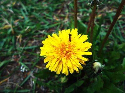 Landscapes plant handsomely