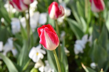 Red beautiful spring