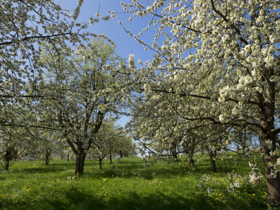 Spring cherry flower