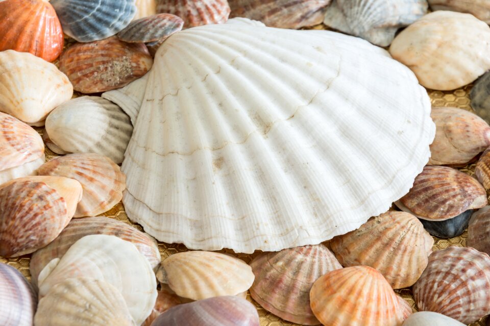 Sea shell ocean nature