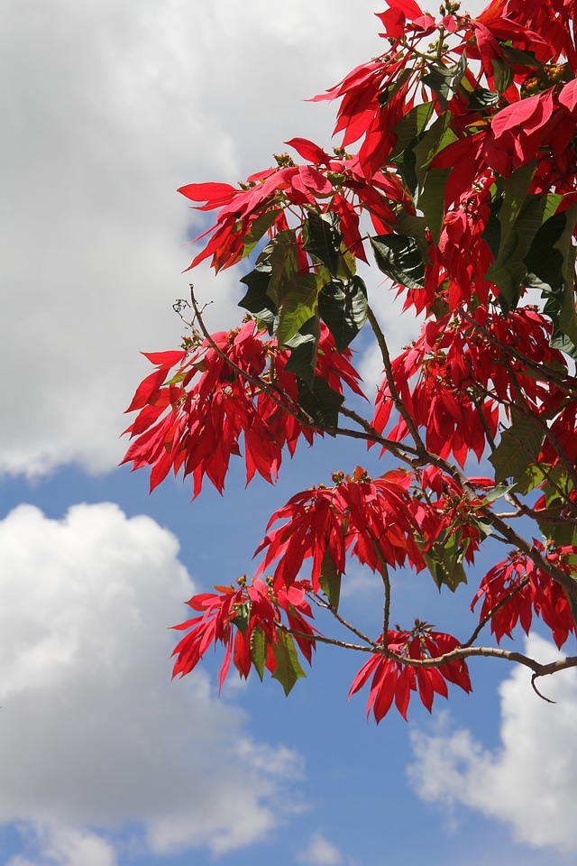 Bush nature red