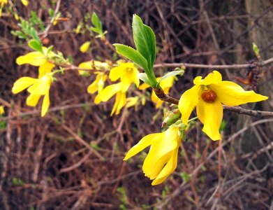 Insect yellow flower