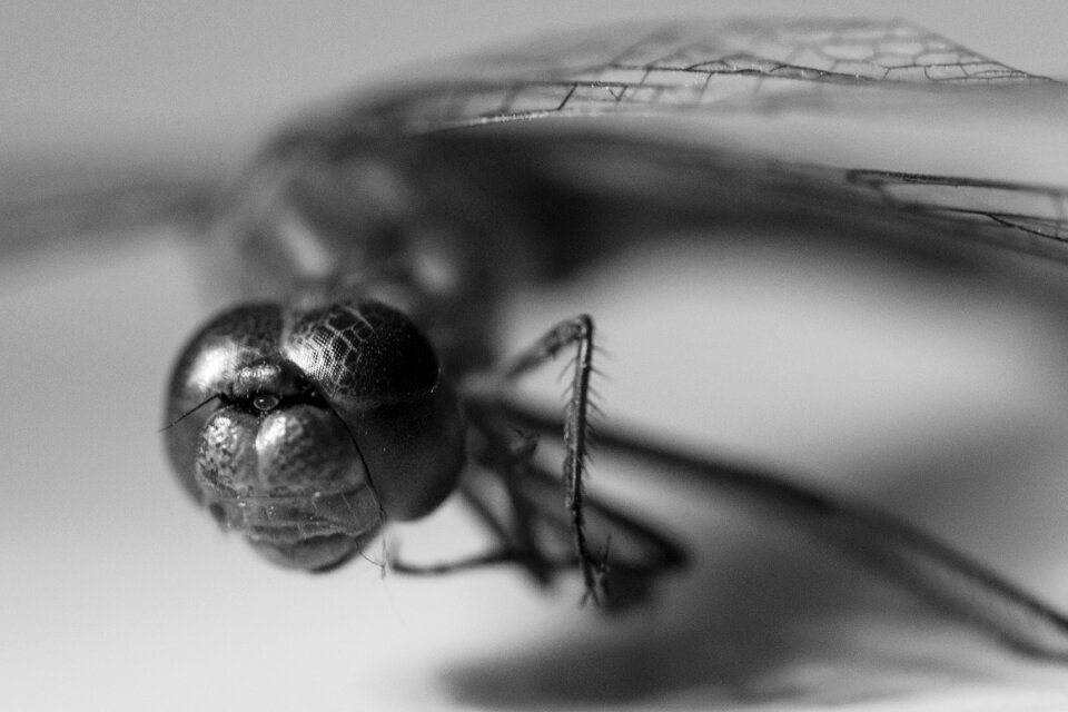 Flight insect macro animal