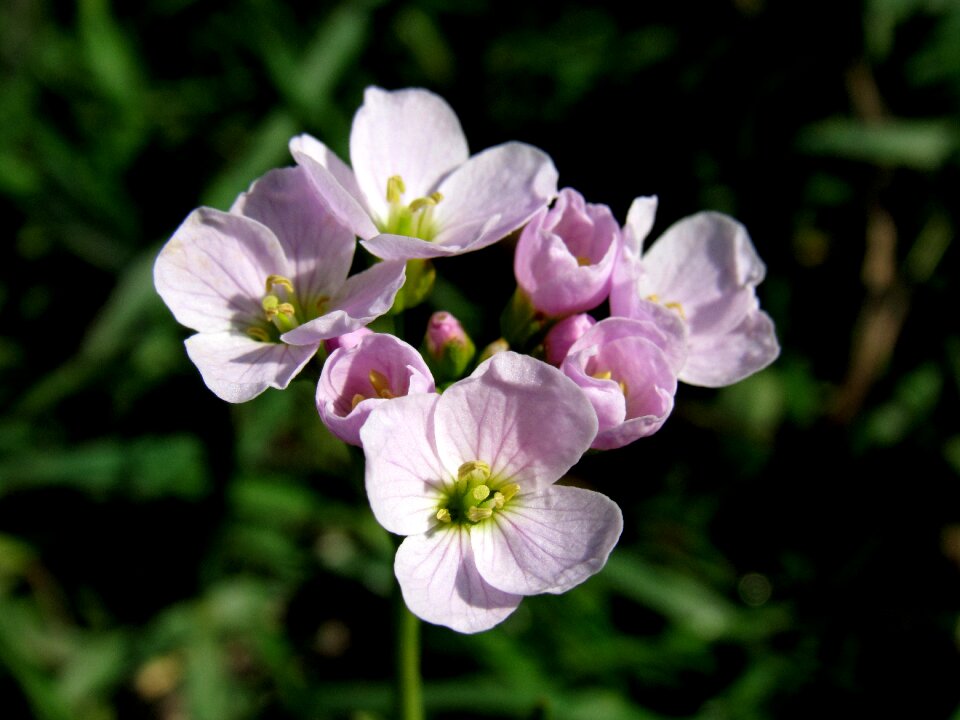Smock wild herb salad flower