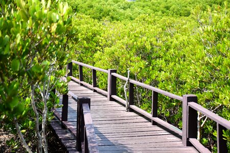 Forest thailand mangrove forest