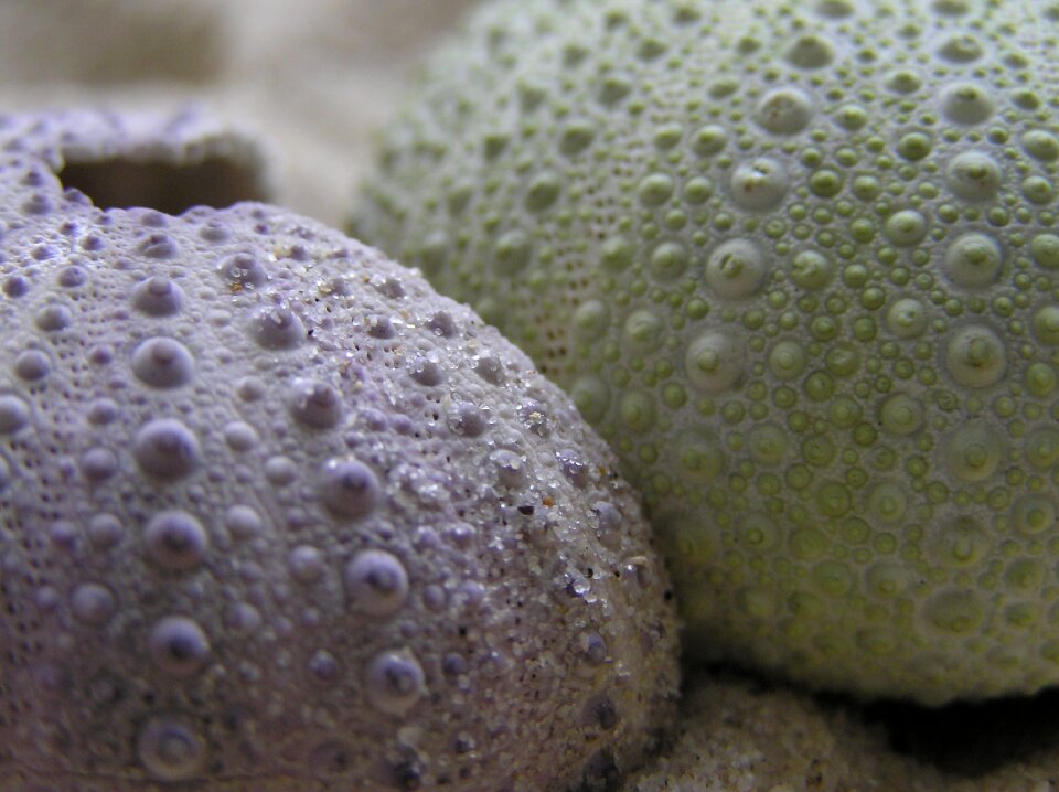 Hedgehog sea macro